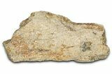 Dinosaur (Triceratops) Frill Shield Section - Montana #338947-1